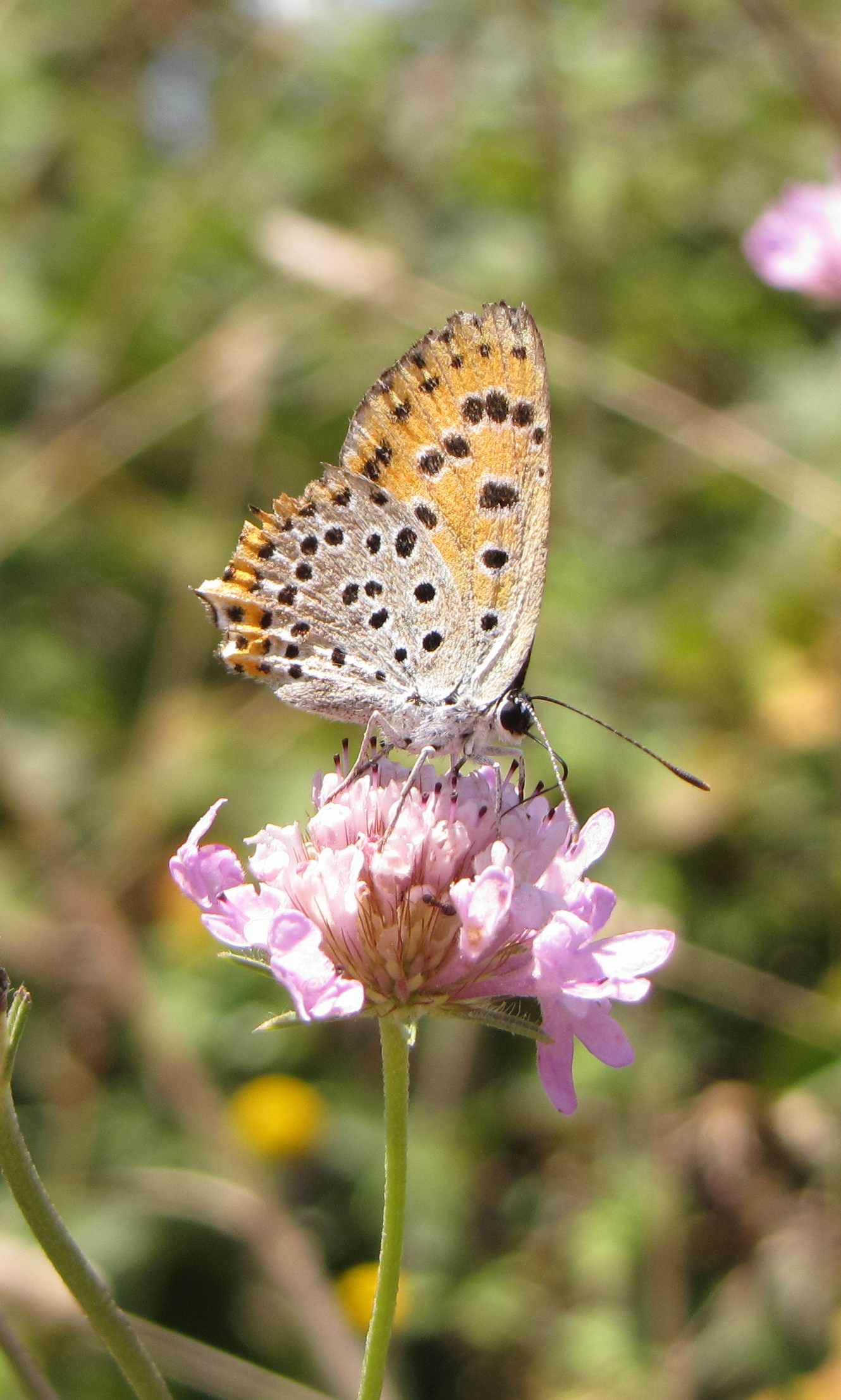 farfalla da identificare - Lycaena thersamon